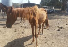 Casey tops animal cruelty reports