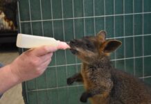 Stronger penalties for wildlife crime welcomed