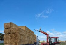 Hay an option for crop