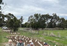 Bunyip plants 500 natives