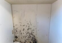 Mould in rental plagues Casey family