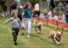 Tails wagging for basset hound racing