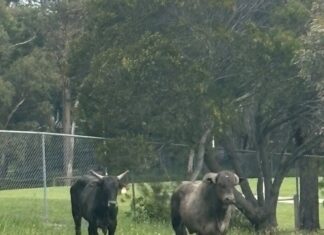 Bulls on parade in Pakenham
