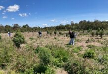 Neerim students help local wildlife
