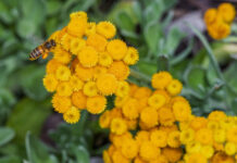 Finding belonging in a hive