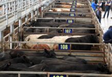 Leongatha sold, VLE comes to an end