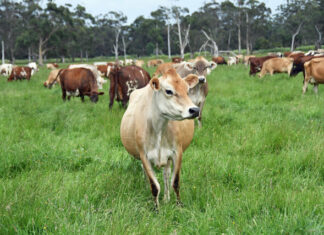 Help shape the future of food and agribusiness in Cardinia Shire