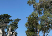 Suspended driver blows 0.177% in Cardinia