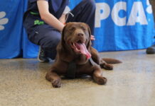 RSPCA Victoria’s stern warning to pet owners during heat wave