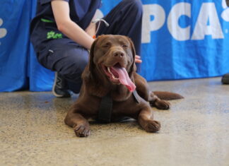 RSPCA Victoria’s stern warning to pet owners during heat wave