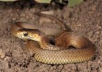 Snakes_185897_01