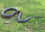 Snakes_185897_03