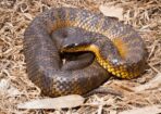 Snakes_185897_04