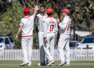 Swans in striking position