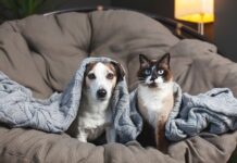 Aussies spoil pets more than partners this Christmas