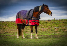 Bushfire plans for horses are esential