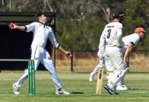 Gulls thrive under pressure