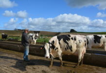 Victorian dairy industry unites under single voice