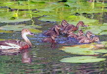 2026 duck season bag limit