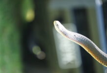 Be snake-aware this long weekend