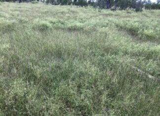 Watch out for parthenium weed in interstate fodder