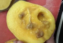 Queensland Fruit Fly infiltrates Yarra Ranges