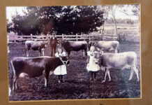 On the Land: More than a century of the Jersey tradition