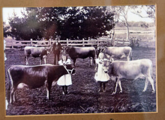 On the Land: More than a century of the Jersey tradition