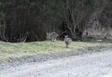 $80k to tackle Casey pests